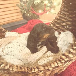 Theodore - Phantom male Bernedoodle puppy in Tulsa, Oklahoma from Magnolia Blossom Bernedoodles