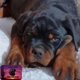 Rottweiler Puppies from Sunset State Rotts