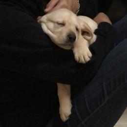 Labrador Retriever Puppies from Hunter’s Moon Labradors