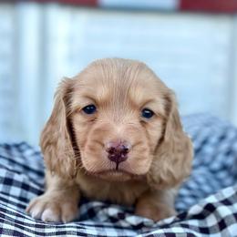 Levi - Red male Dachshund puppy in California from Ranch Hand Weenies