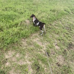 German Shorthaired Pointer Puppies from Dem Feuerhaus Gun Dogs