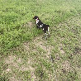German Shorthaired Pointer Puppies from Dem Feuerhaus Gun Dogs