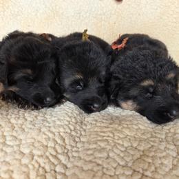 Girl 1 - Black and red female German Shepherd puppy in Harvard, Illinois from Aus Dem Meer German Shepherds