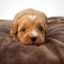 Sage Blue Boy - Red  male Goldendoodle puppy in Lafayette, Alabama from Sweethaven Kennels