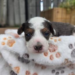 Leo - Blue merle male Bernedoodle puppy in Blackfoot, Idaho from Draper Mountain Doodles