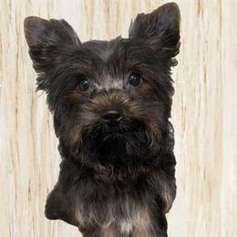 Lucky-(LKN060726-KBM) - Black and gold male Yorkshire Terrier puppy in Gatesville, Texas from KontryKritterz Yorkies
