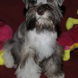 Miniature Schnauzer Puppies from Parti-Tyme Miniature Schnauzers