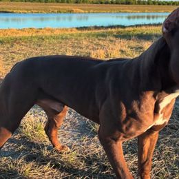 AEGON - Brown American Bully puppy in Texas from TEXAS BULLY FAMILY