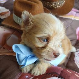 Josué - Gold male Yorkshire Terrier puppy in Humble, Texas from Marnax Yorkshire Babies