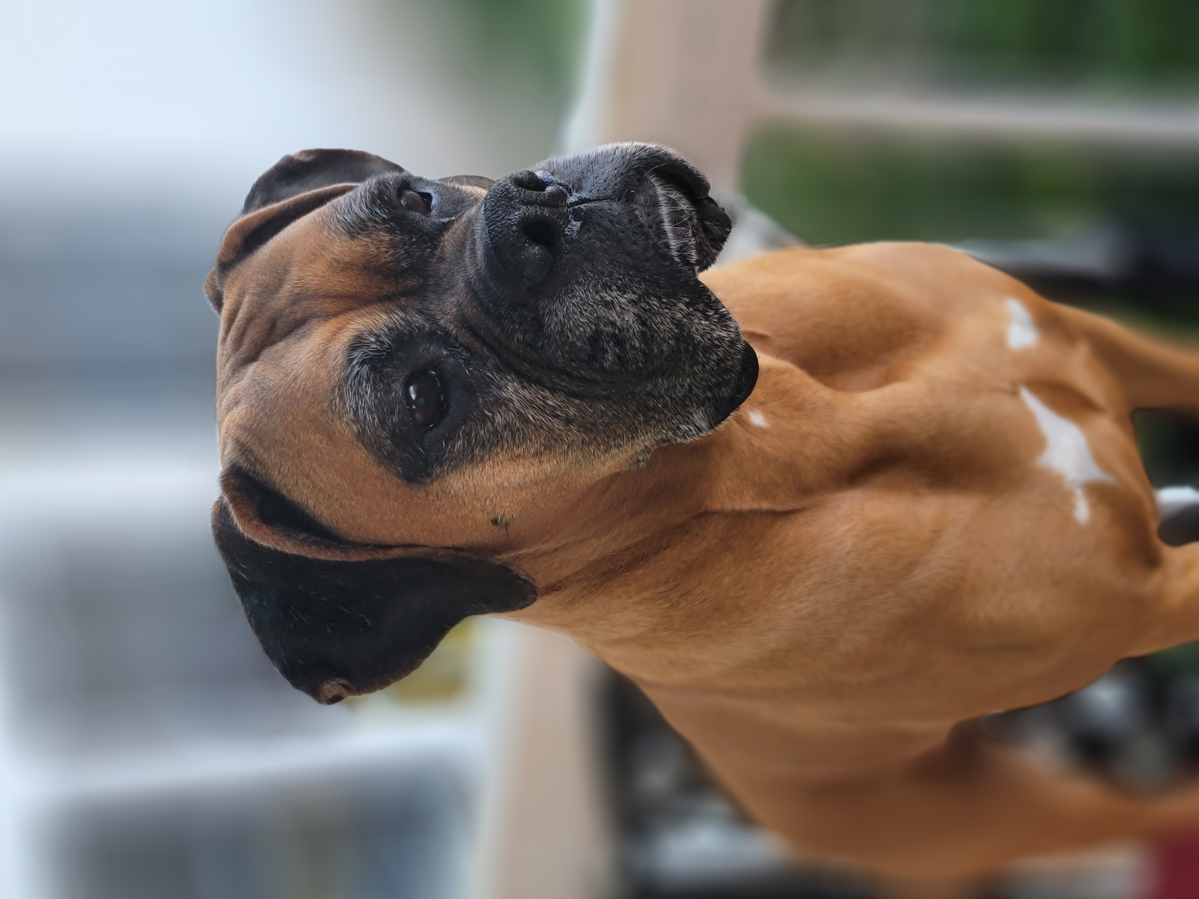 Bella - Boxer
