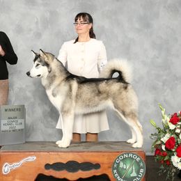 Natchez - Alaskan Malamute