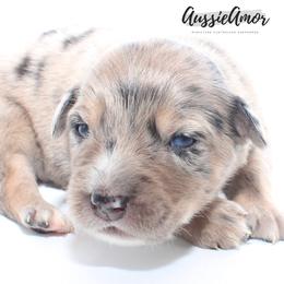 Blue Merle 3 2 Blue eyes - Blue merle male Miniature Australian Shepherd puppy in Pinehurst, Texas from Aussie Amor