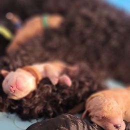 Goldendoodle Puppies from CT Doodlez