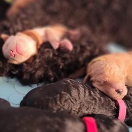 Goldendoodle Puppies from CT Doodlez
