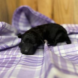 Baby girl 3 - Black and white female Portuguese Water Dog puppy in Chatfield, Minnesota from Next Generation