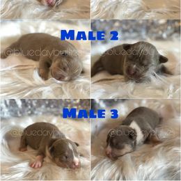American Bully Puppies from Blueday Kennel