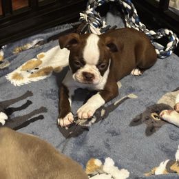 Chocolate Male - Red male Boston Terrier puppy in Mc Donough, Georgia from Ballard Boston Terriers