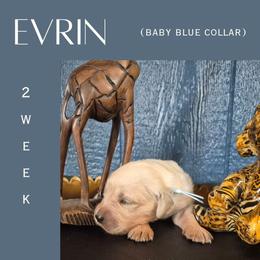Evrin - Light golden male Golden Retriever puppy in El Campo, Texas from Starlight Goldens
