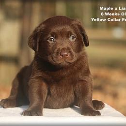Yellow - Chocolate female Labrador Retriever puppy in Huntington, Texas from Soggy Bottom Retrievers