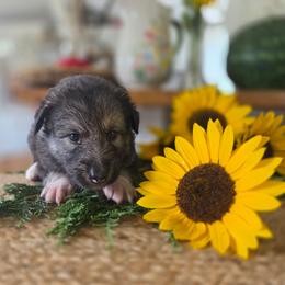 Male 2 - male Native American Indian Dog puppy in Green Creek, North Carolina from NAID Preservation Project: Corn Moon Medicine Dogs