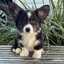 Orion - Black and white male Cardigan Welsh Corgi puppy in San Diego ,Ca, California from SoCal Native Corgis