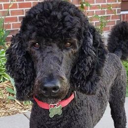 Poodles from Genesis Poodles