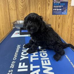 Red collar - Black  female Australian Cobberdog puppy in Dover Foxcroft, Maine from Faberge Australian Cobberdog