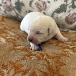Boy 3 - Yellow male Labrador Retriever puppy in Isanti, Minnesota from Four Corners Family Labs