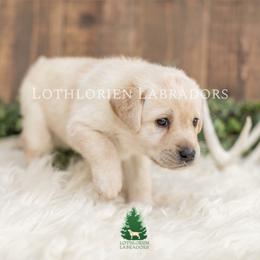 "Stalking Her Prey? 😂" Labrador Retriever Puppies from Lothlorien Labradors
