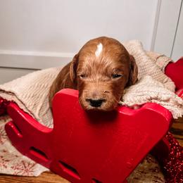 F1B Toy Goldendoodle Harvey - Red  male Goldendoodle puppy in Redding, California from Casa Delarosa Poodles & Doodles Collective