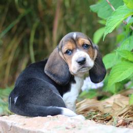 Willow - Black tan and white female Basset Hound puppy in Idaho from Welcome Home Bassets