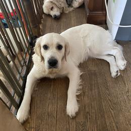 Summer - Golden Retriever