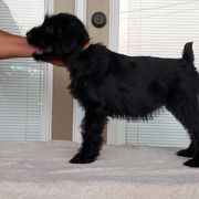 Standard Schnauzer Puppies from Genesis Standard Schnauzers