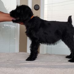 Standard Schnauzer Puppies from Genesis Standard Schnauzers