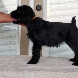 Standard Schnauzer Puppies from Genesis Standard Schnauzers