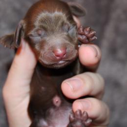 Chocolate girl - Chocolate and tan female Dachshund puppy in Stockton, California from Wiggles & Wags Dachshund's