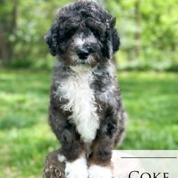 Coke Zero - Blue merle male Aussiedoodle puppy in Corydon, Indiana from Ridgeline Doodles