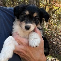 Loretta - Black tri-color female Aussiedoodle puppy in Allardt, Tennessee from Hearth&Hound Doodles