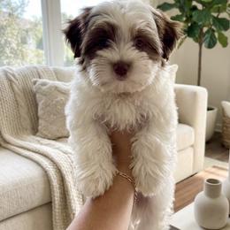 Yorkshire Terrier Puppies from XOXO YORKIES