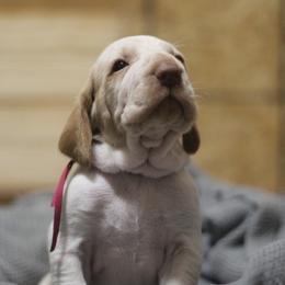 Dolly - White and orange female Bracco Italiano puppy in Williamsburg, Virginia from Eastern Breeze