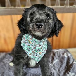 Mocha - Black female Bordoodle puppy in Fredericktown, Ohio from Brisby Bordoodles
