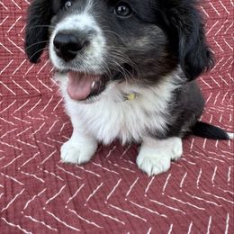Hamm - Black and white Cardigan Welsh Corgi puppy in Tulare, California from Wild K Ranch