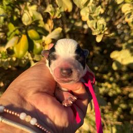 Burgundy - Blue speckled female Australian Cattle Dog puppy in Sahuarita, Arizona from A2 Australian Cattle Dogs