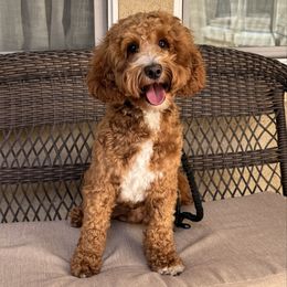 Kozmo - Goldendoodle