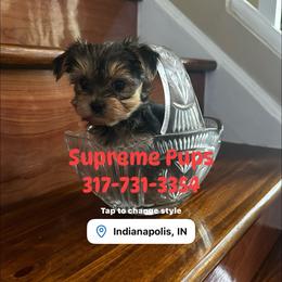 Daisy 4000 Indianapolis,Indiana - Black and gold female Morkie puppy in Indianapolis, Indiana from Supreme Pups