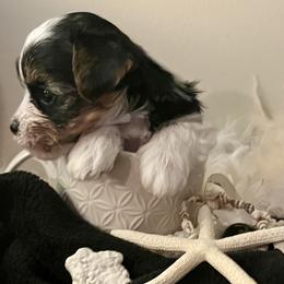 Dahlia - Black and tan female Yorkshire Terrier puppy in Croydon, Utah from Yorkshire terrier