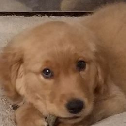 Golden Retrievers from Krueger Goldens