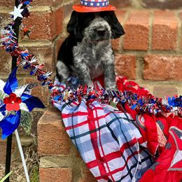 Girl 1 - English Springer Spaniel puppy in Swainsboro, Georgia from Sweet Georgia Springers