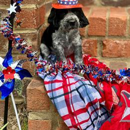 Girl 1 - English Springer Spaniel puppy in Swainsboro, Georgia from Sweet Georgia Springers