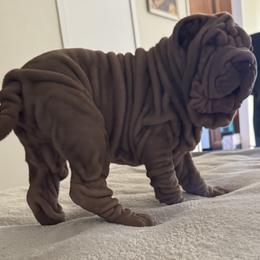 Rosco - Lilac dilute male Chinese Shar-Pei puppy in Bakersfield, California from Cashmerewrinkles